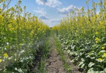 Pénurie momentanée de moutarde moutarde