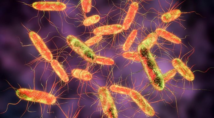 Combattre les salmonelloses sans les antibiotiques Salmonelles