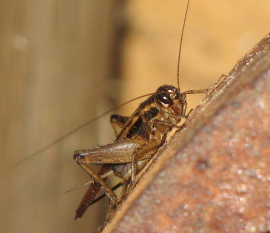 Les insectes, nouveaux aliments insecte aliment