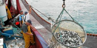 peche sardines