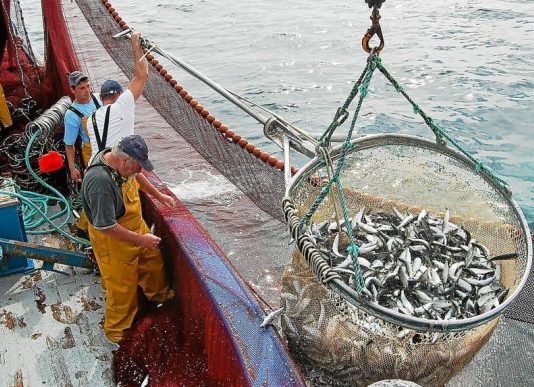 peche sardines