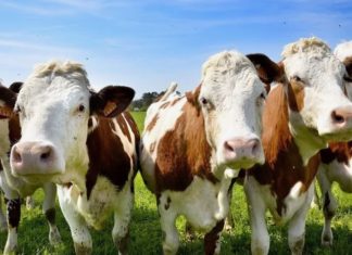 vaches rechauffement