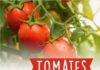 tomates label