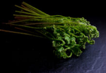 Les algues, aliments du futur algues