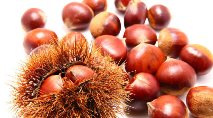 Châtaignes, marrons comestibles ou toxiques chataignes