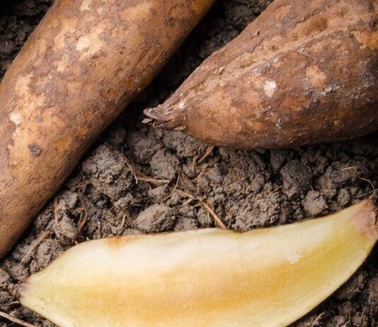 Le yacon, légume tubercule à bas sucre yacon