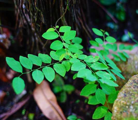 Moringa