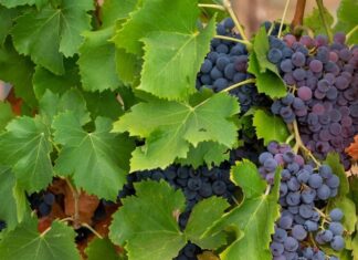 Le réchauffement va bouleverser la viticulture vignes