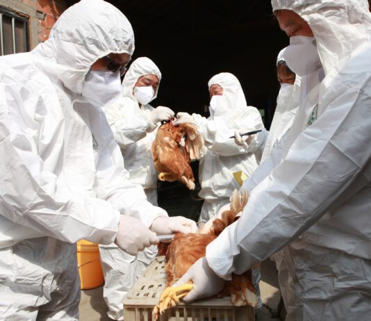 grippe aviaire