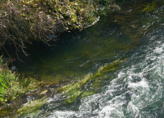 Polluants éternels : TFA, un pifasse qui fâche pifasse polluant eternel