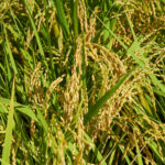 mycotoxines