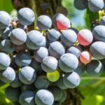 Wine grapes on the vine.