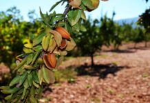 amandes