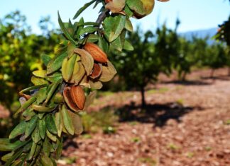 Des amandes respectueuses de l’environnement amandes