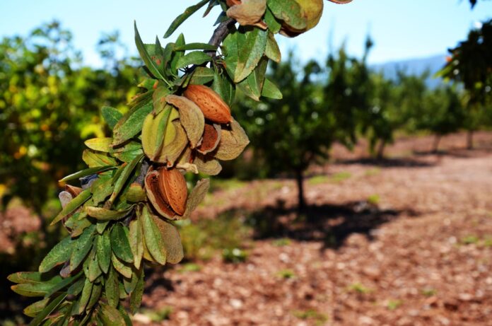 amandes