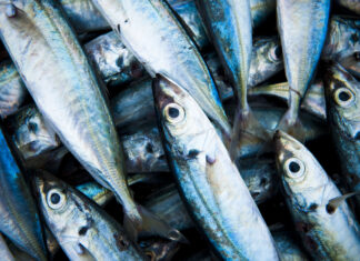 Le maquereau menacé maquereau