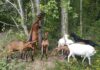 chevre tique