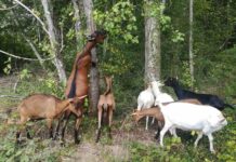 chevre tique