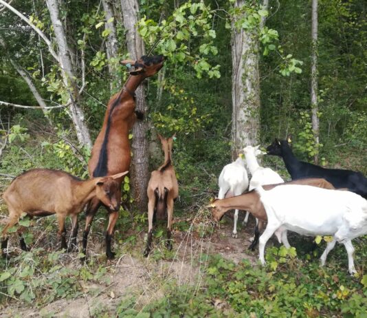 chevre tique