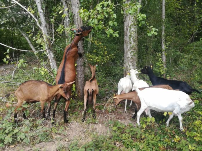 chevre tique