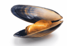 moules cadmium