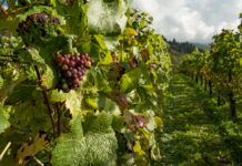 La viticulture française est malade viticulture vignes