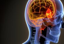 cortisol hormone cerveau