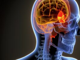 cortisol hormone cerveau