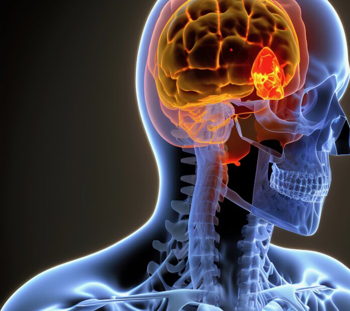 cortisol hormone cerveau