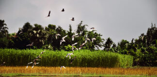 Effet cocktail des pesticides : des perdrix et des hommes perdrix pesticides