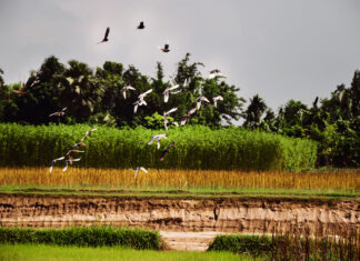 Effet cocktail des pesticides : des perdrix et des hommes perdrix pesticides
