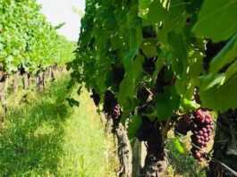 L’agriculture biodynamique, un idéal de référence biodynamie