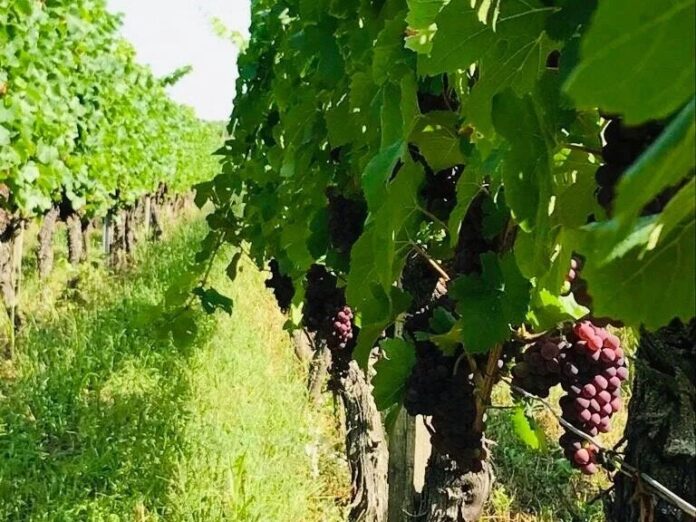 domaine zinck biodynamie