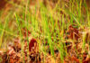 pesticide herbicide