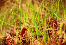 pesticide herbicide