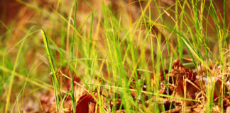 pesticide herbicide