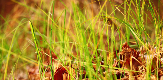 Pesticide et cancer, un nouveau suspect pesticide herbicide