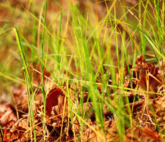 Pesticide et cancer, un nouveau suspect pesticide herbicide