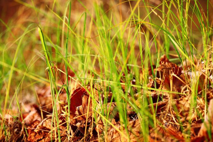 pesticide herbicide