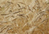 engrais agriculture