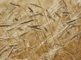 engrais agriculture
