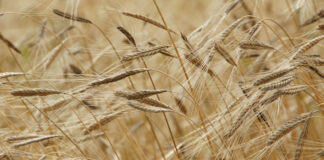 engrais agriculture