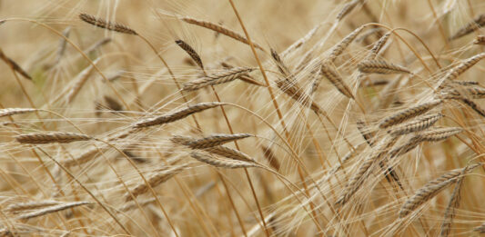 La dépendance aux engrais de l’agriculture française et européenne engrais agriculture
