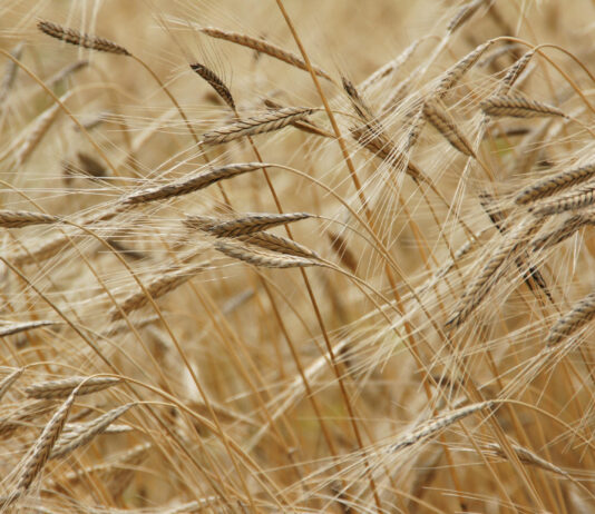 La dépendance aux engrais de l’agriculture française et européenne engrais agriculture