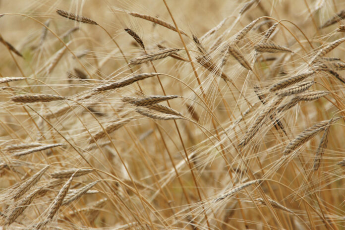 engrais agriculture