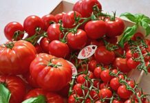 Des tomates Label rouge tomates Label rouge