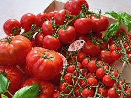 tomates Label rouge