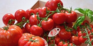 tomates Label rouge
