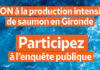 elevage saumon Gironde
