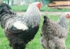 Sauvons les poules poule de race